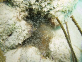 Spotted Cleaner Shrimp  and Corkscrew Anemone IMG 5637